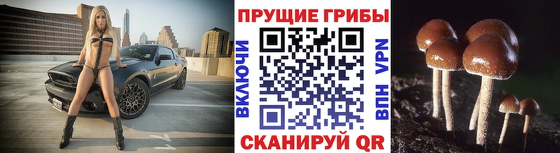 Псилоцибиновые грибы MAGIC MUSHROOMS что такое блэк спрут ссылки Дрезна